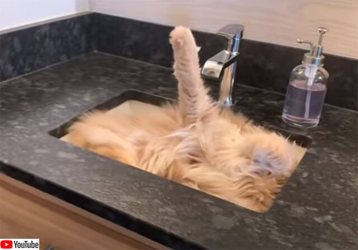 溶けた猫 猫氏、溶ける。原形をとどめないほど液体化が進む - エキサイトニュース