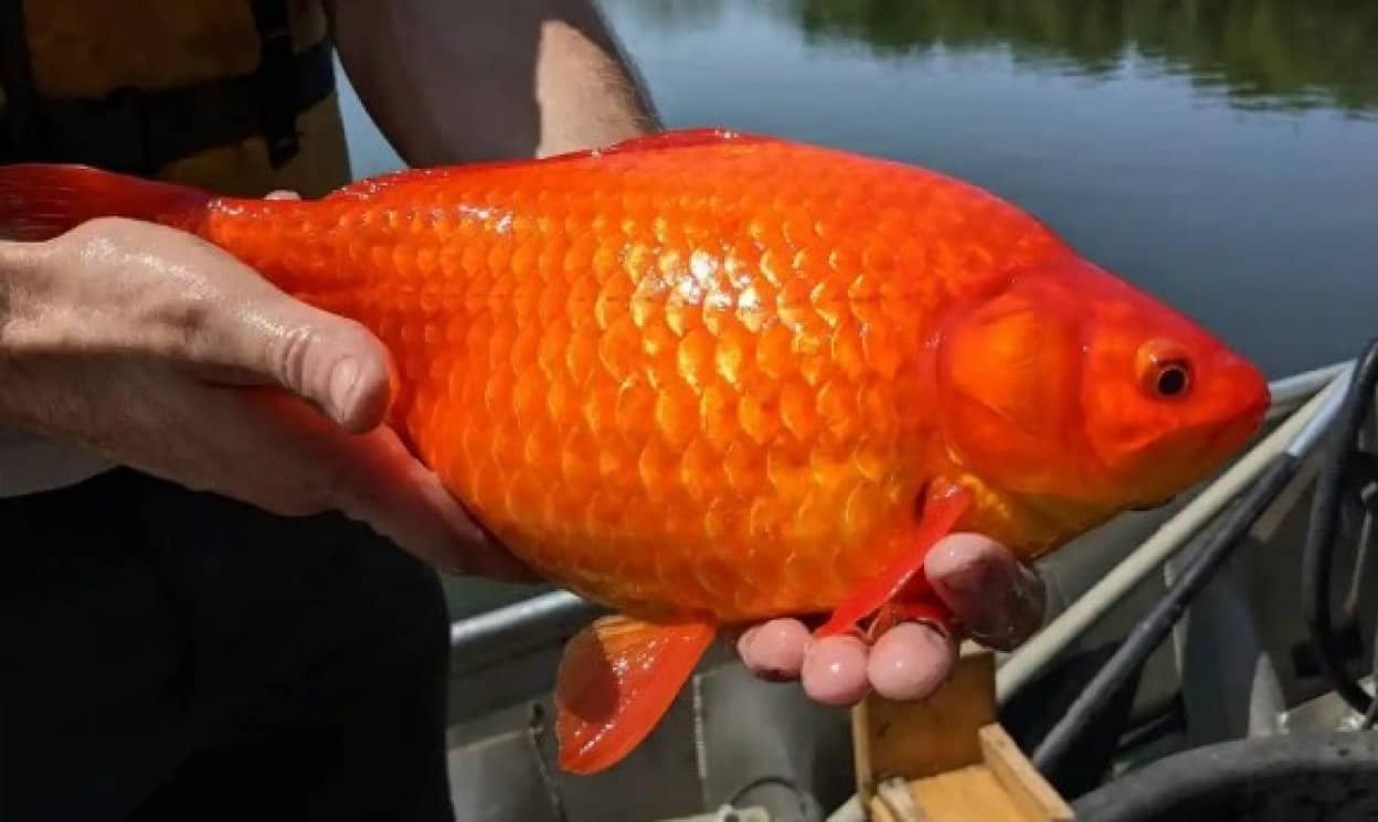 巨大化した金魚が続々と発見 湖や川に捨てた金魚が生態系を脅かす事態に 21年7月15日 エキサイトニュース
