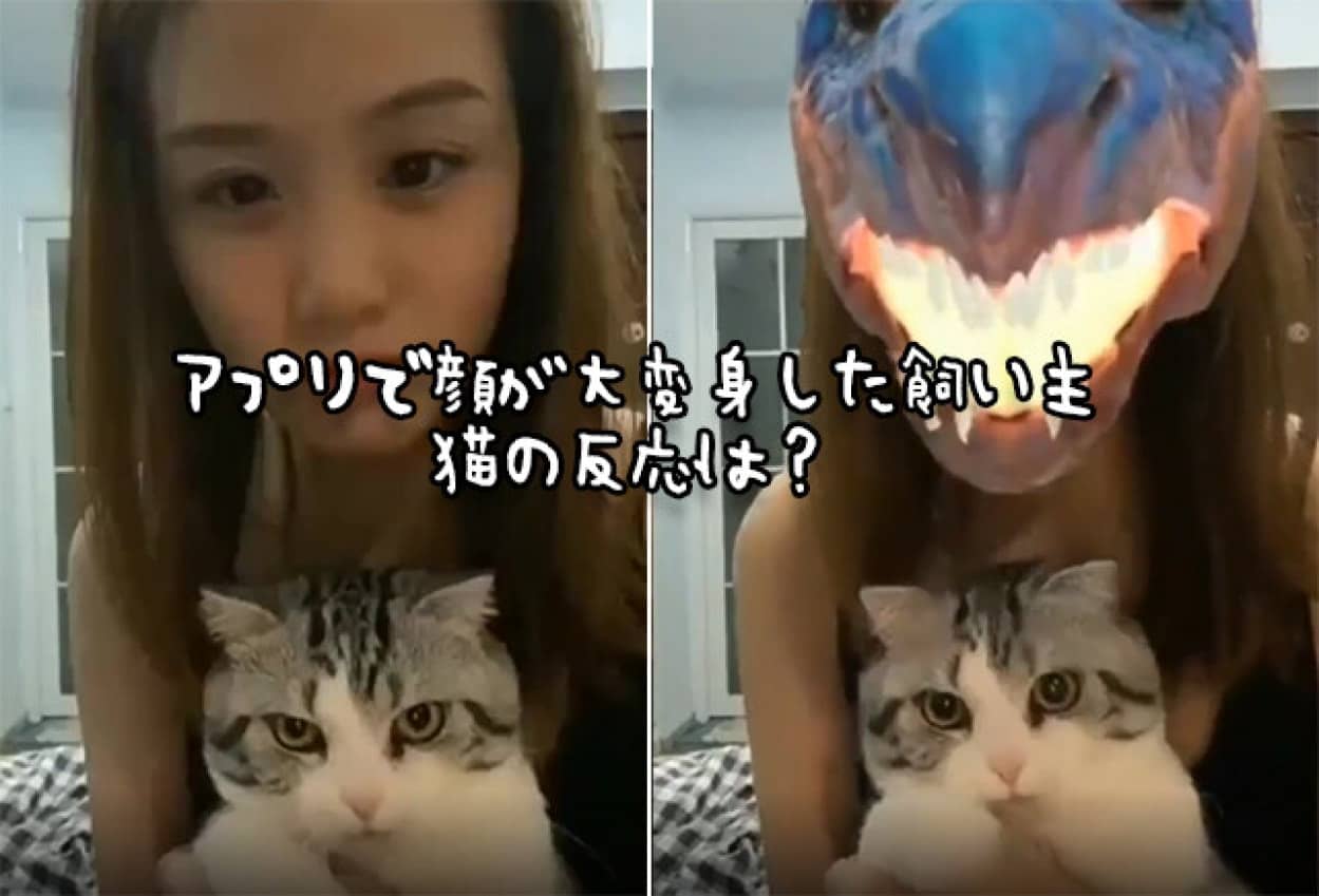 飼い主の顔が豹変 突如化け物に 猫の反応は 21年7月24日 エキサイトニュース