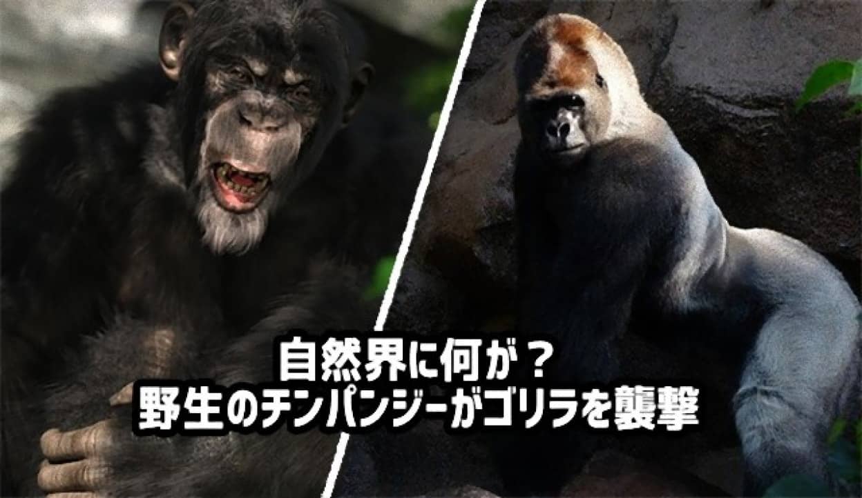 ヤマネとチンパンジー - フィギュア