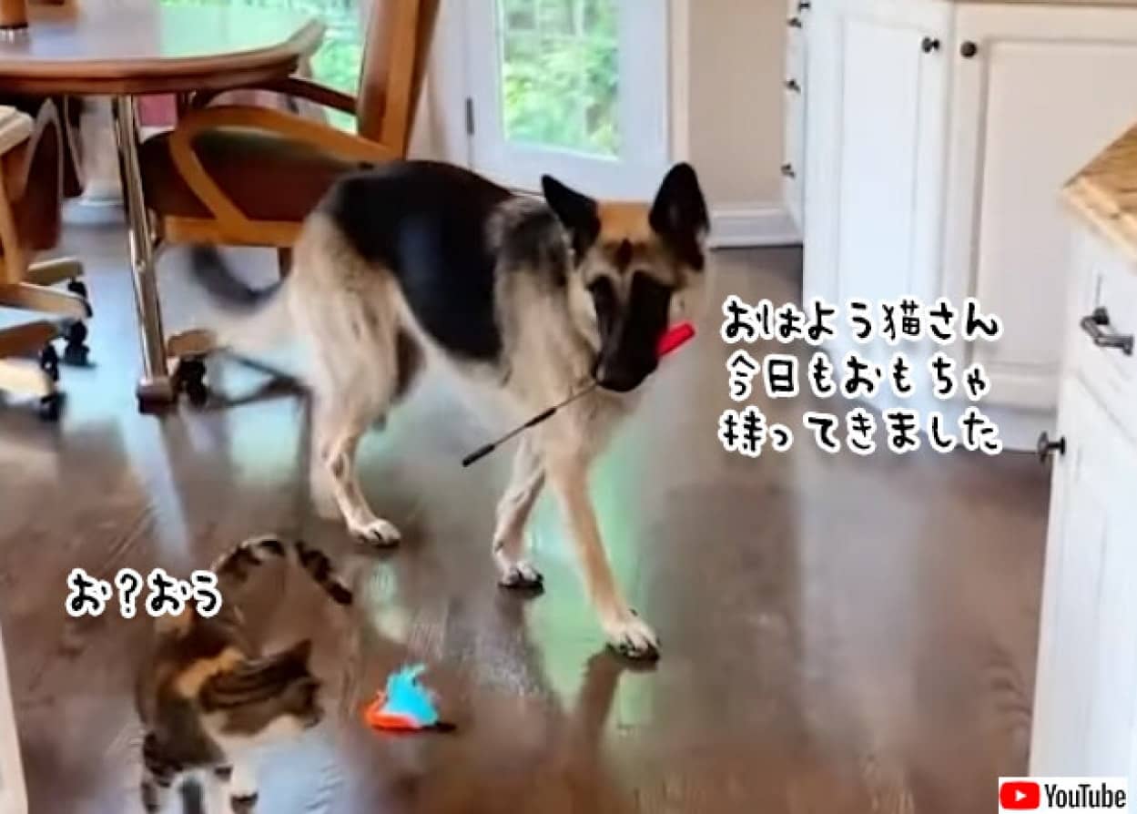 浄化タイム 毎朝猫のおもちゃを運んできて 猫と遊んであげるのが日課のジャーマンシェパード 21年7月29日 エキサイトニュース