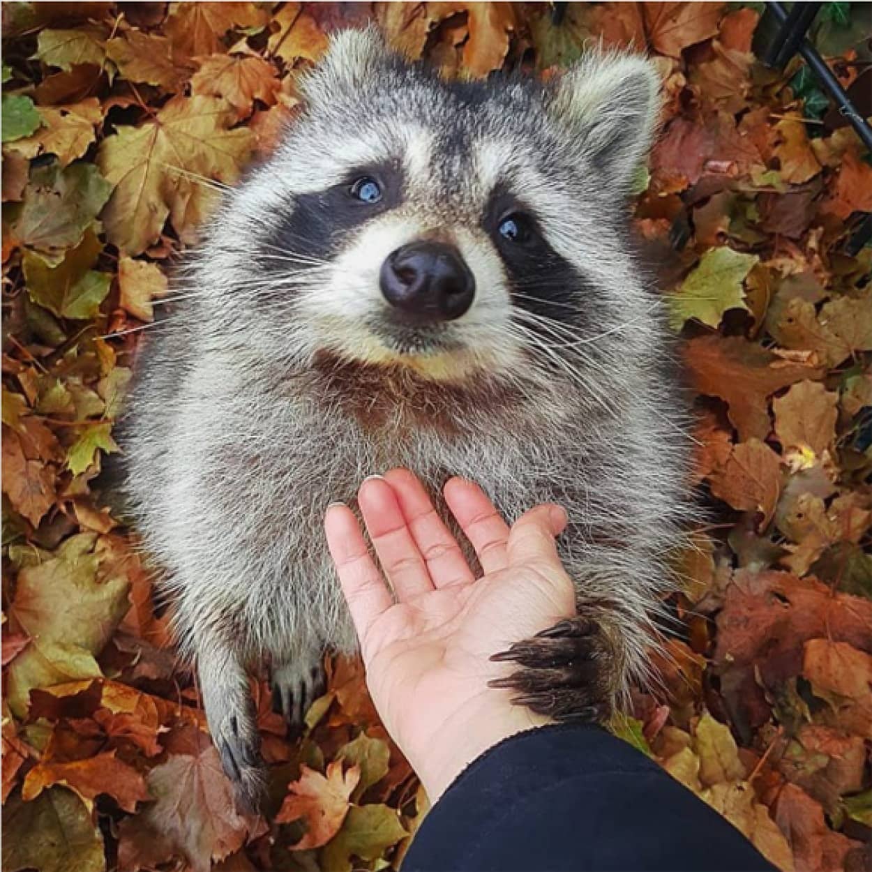 あの時助けてもらったアライグマです 道に捨てられていたアライグマを保護したところ 野生に帰した後も会いに来るように 21年7月29日 エキサイトニュース