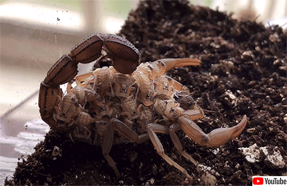 親子で違う色に光る 子供を背負うサソリが紫外線ライトで光る様子を撮影した動画 21年7月30日 エキサイトニュース