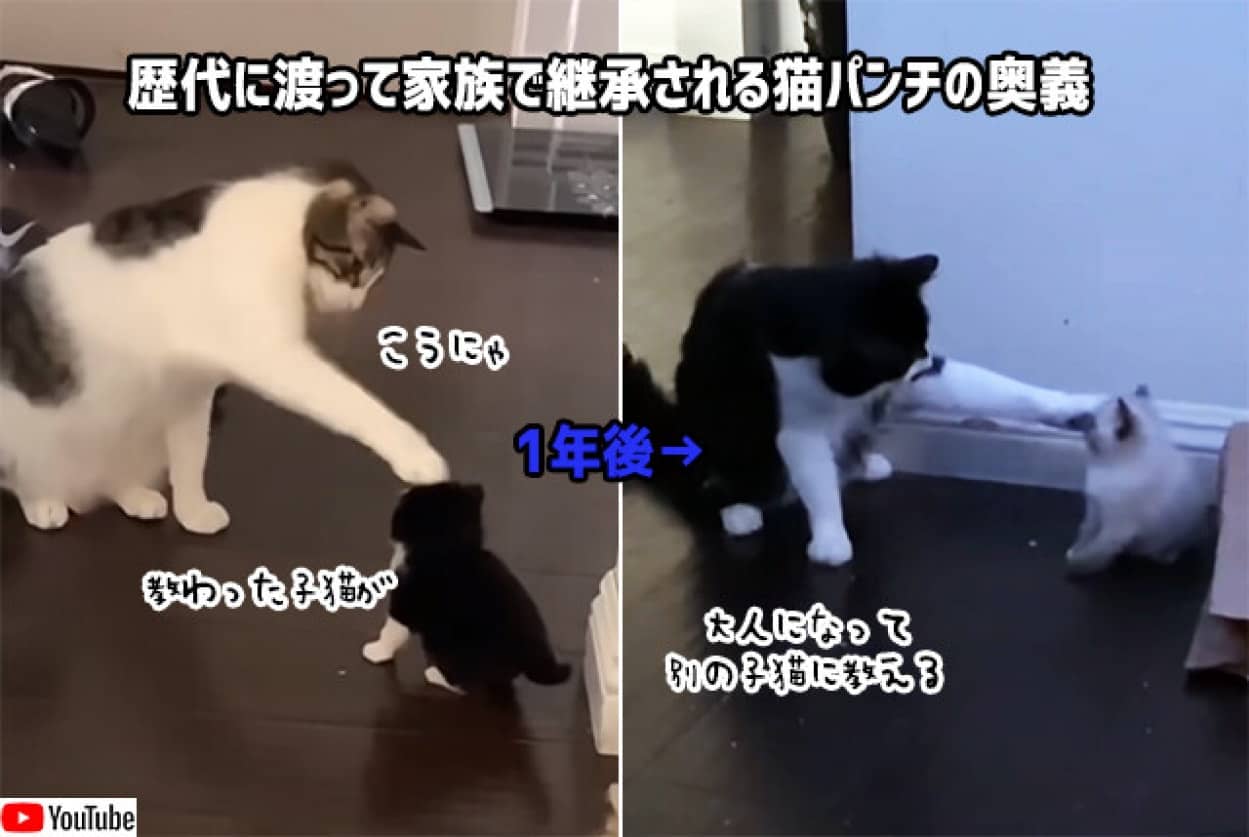 猫パンチ様