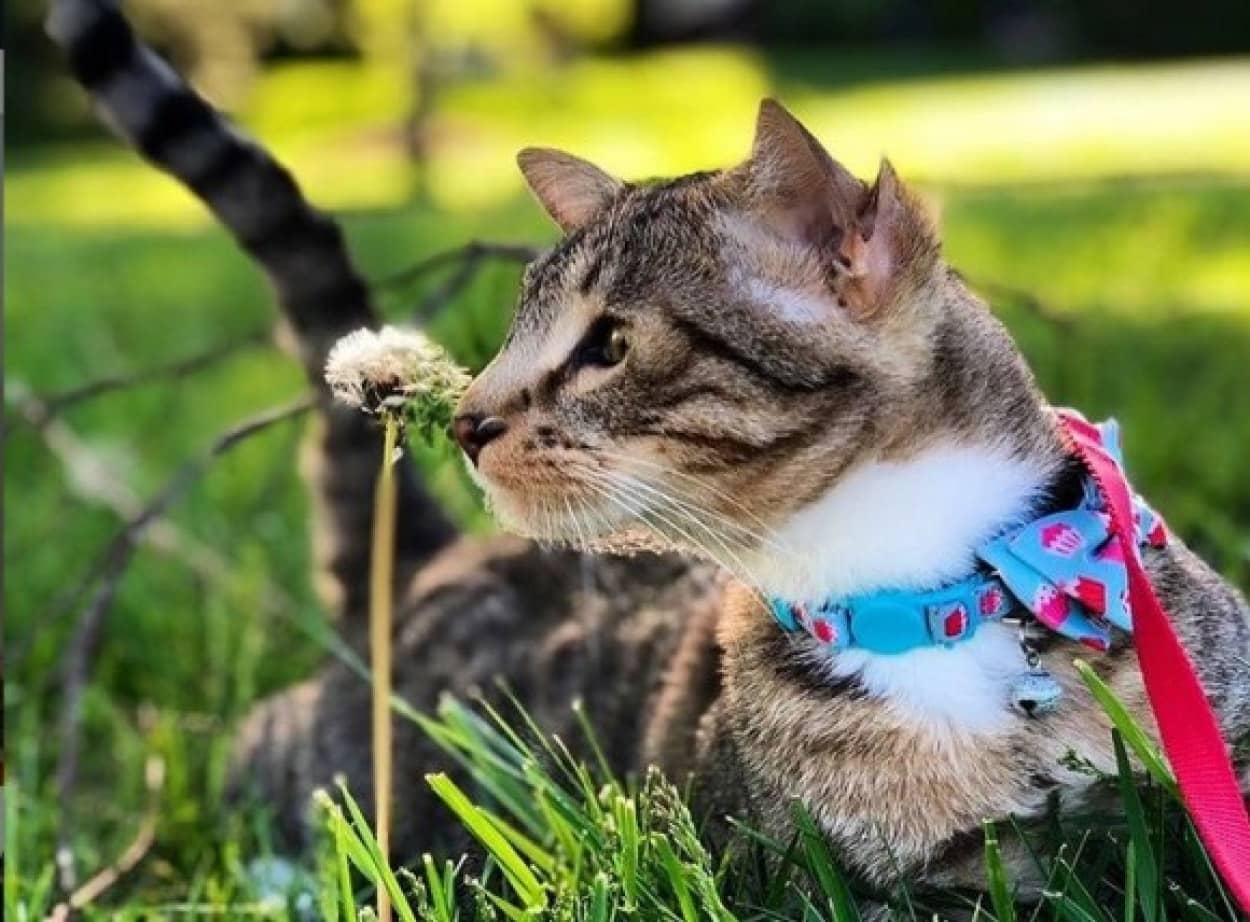 耳が2倍で幸せ4倍。4つの耳を持つ保護猫が一目ぼれされ永遠の家を手に 