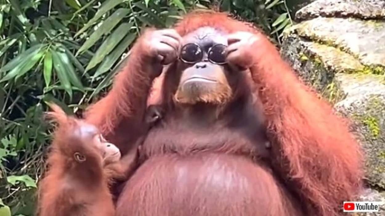 似合うかしら オランウータンのお母さん ニンゲンの落としたサングラスを拾ってご満悦 21年8月7日 エキサイトニュース
