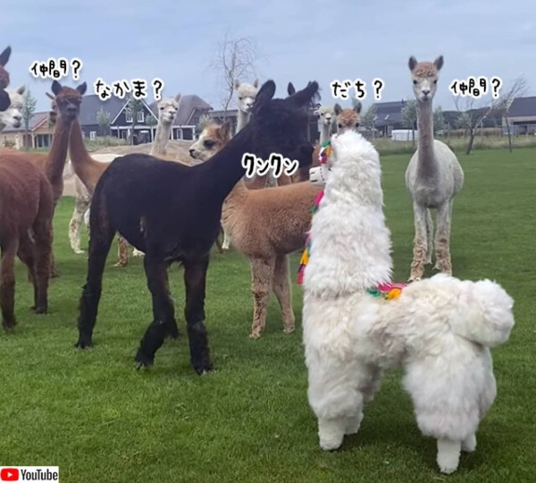 仲間 仲間 アルパカのぬいぐるみに対するアルパカの反応 21年8月30日 エキサイトニュース