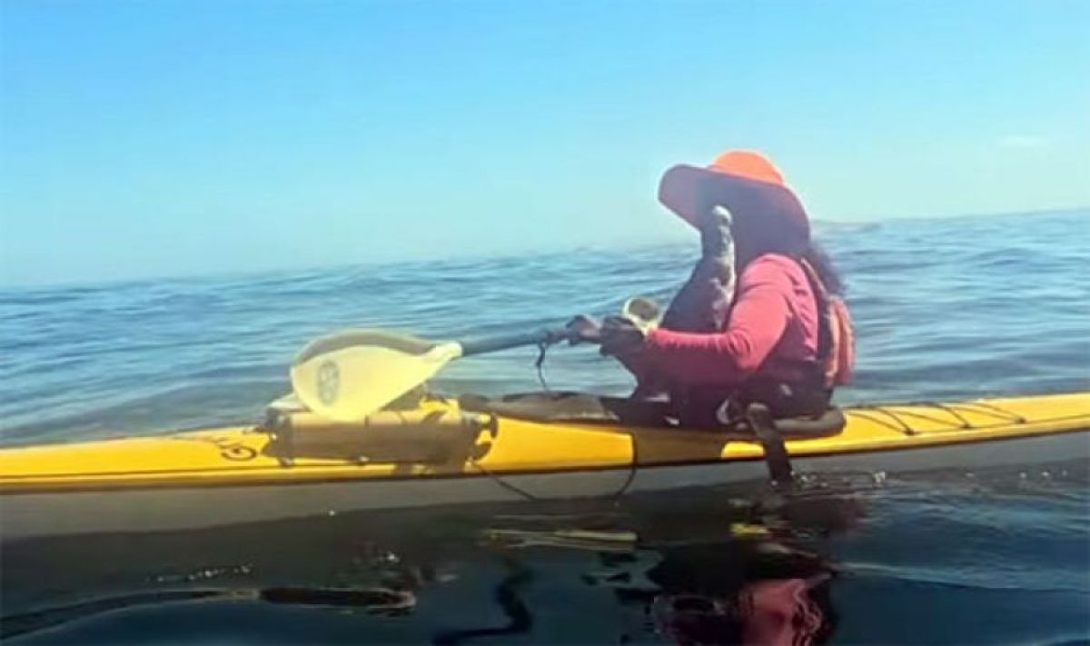 カヤックで会うケープペンギン、週末旅へ