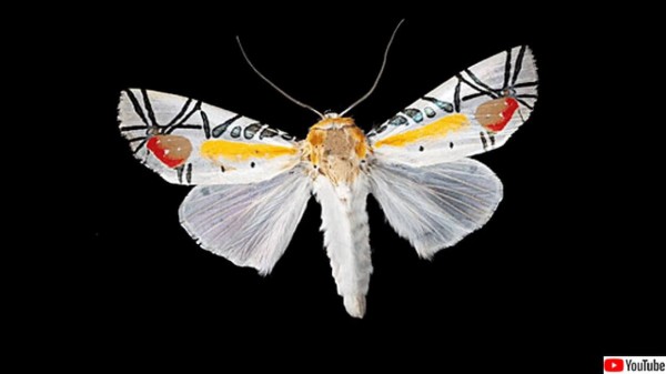 【LAST個体】ピカソモスタナバタユタカヤガ蛾ルナモスミズアオモルフォチョウアゲ まるでピカソの芸術作品のような柄を持つ蛾（タナバタユカタヤガ