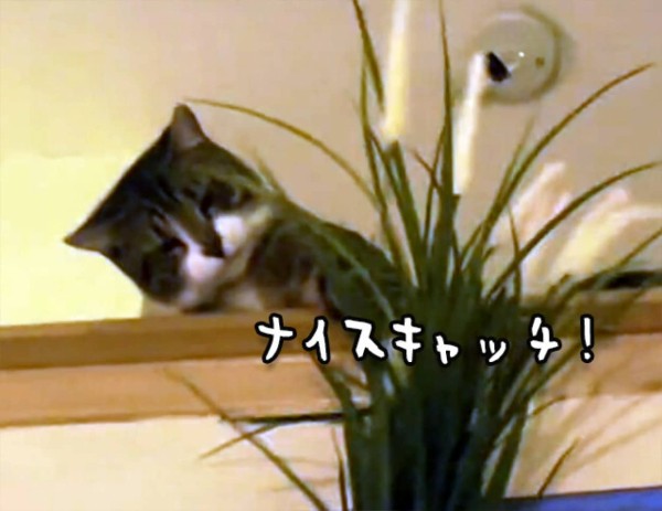 猫 コレクション 帽子キャッチ gif