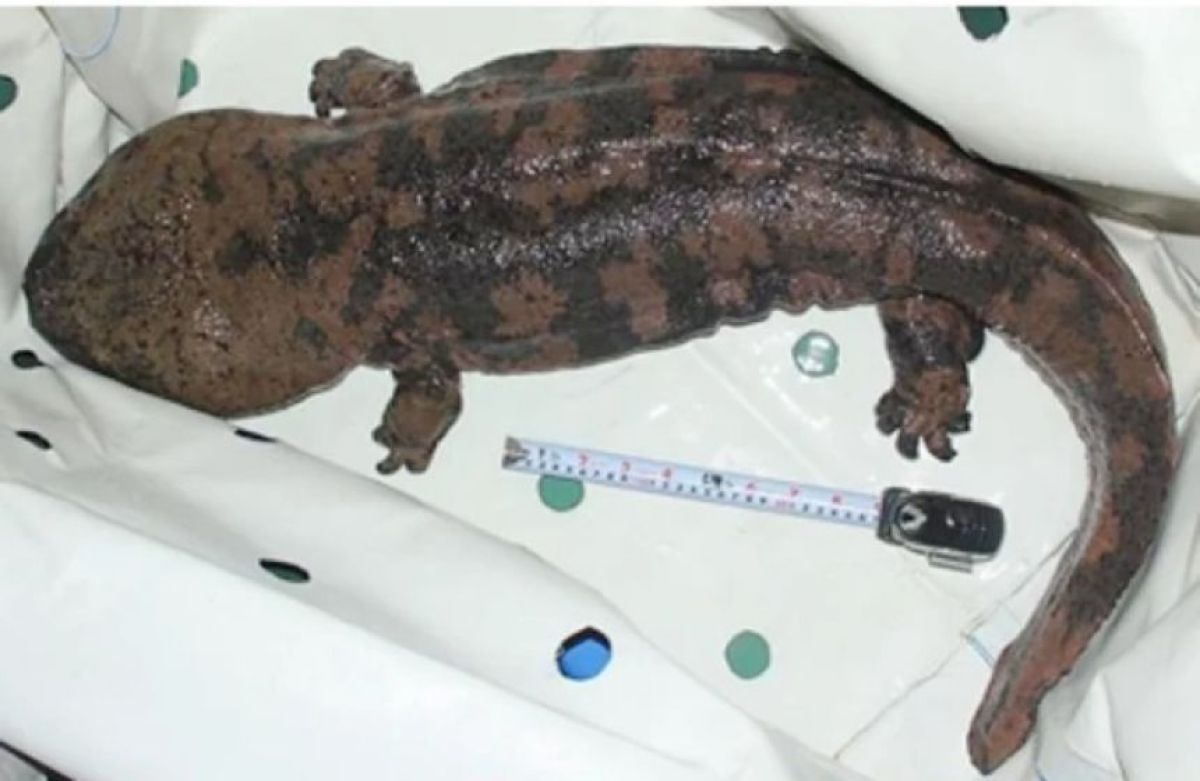 トウホクサンショウウオ ♂2匹♀1匹のトリオ 約90~100mm 飼い込み個体 
