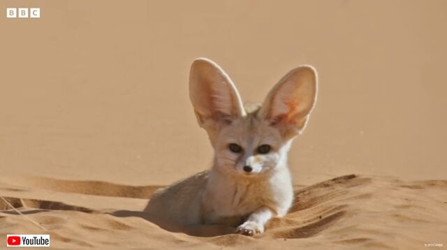灼熱のサハラ砂漠に棲む可愛いヤツ！フェネック狐に迫ってみた (2022年