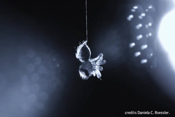 蜘蛛も人間と同じように眠り 夢を見ている可能性 22年8月12日 エキサイトニュース