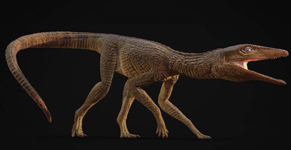 2億1500万年前の新属新種のワニを発見。泳ぐより陸を走るための細長い