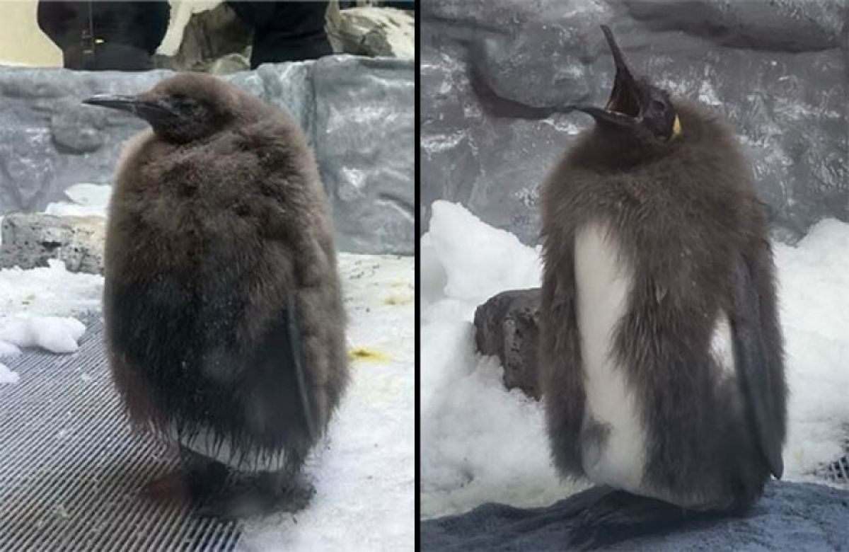 あのモフモフ巨大ペンギンの赤ちゃんが換羽中！その途中経過がなんとも