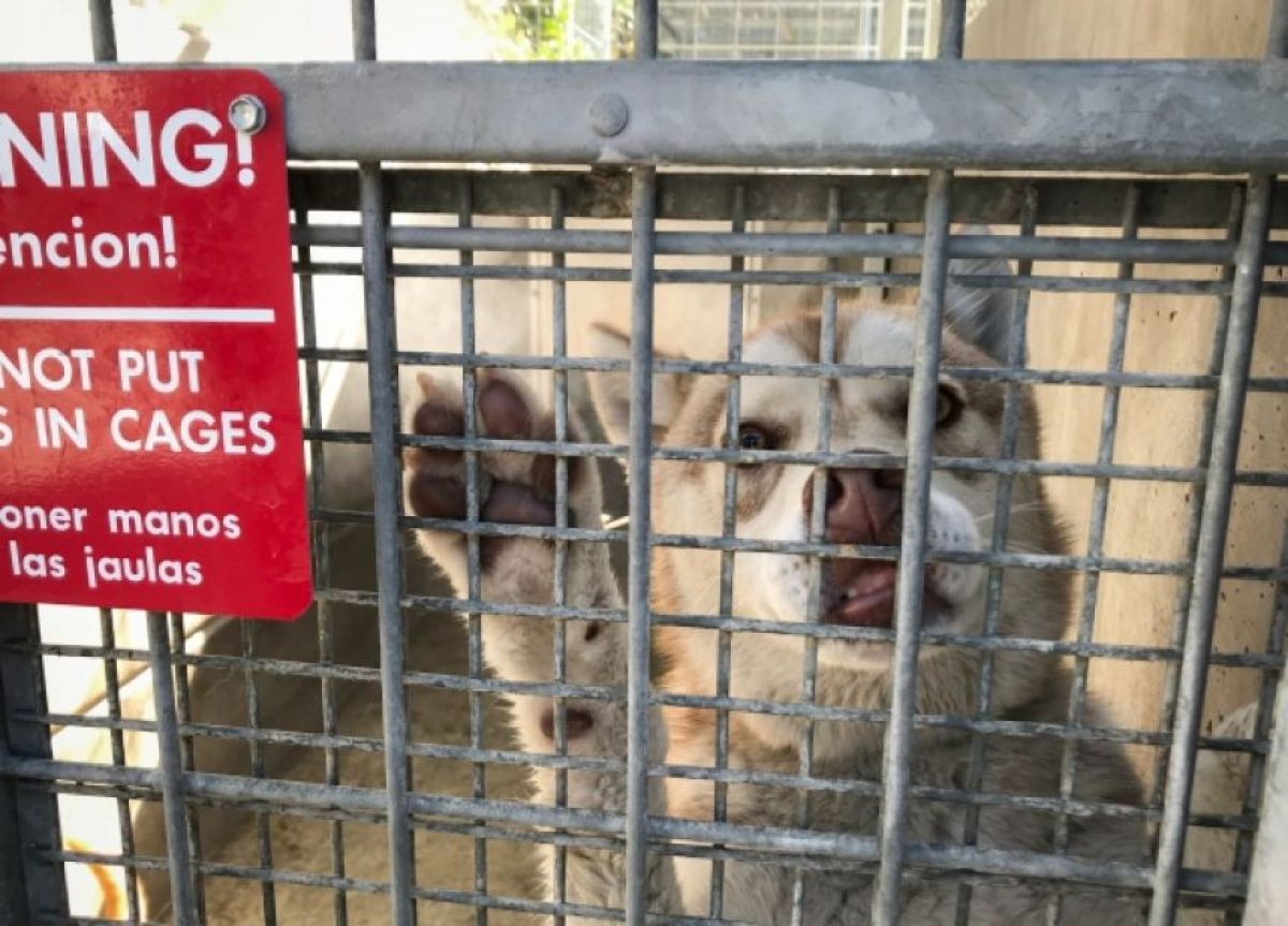 アメリカで犬猫の殺処分が激減！新しい家族を見つける