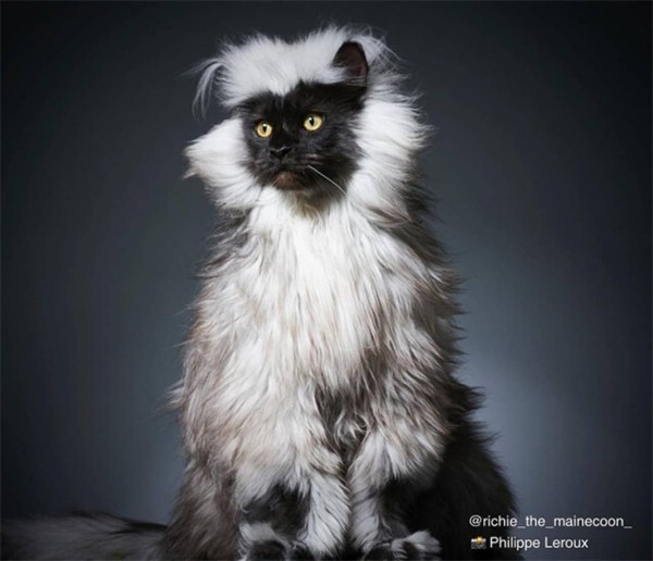聖獣かな 黒い顔に銀色のタテガミを持つ猫 メインクーンのリッチー 22年1月14日 エキサイトニュース