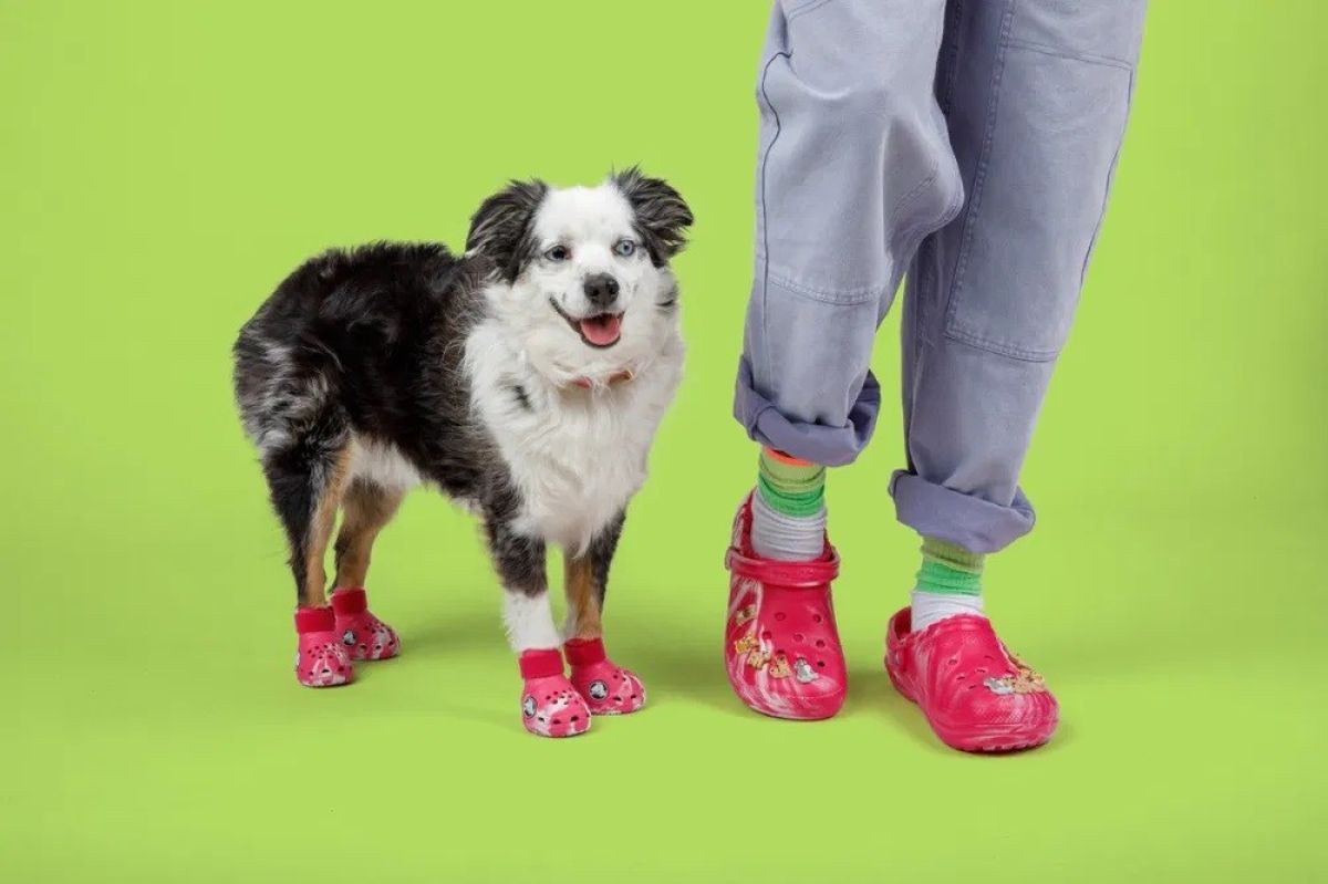 crocs ペットシューズ 公式です。犬用のクロックスが爆誕、飼い主とおそろいでお散歩