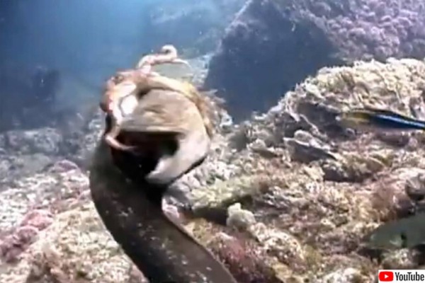 ウツボの強力なアゴを避けるため頭に張り付き反撃を仕掛けるタコ 22年7月14日 エキサイトニュース