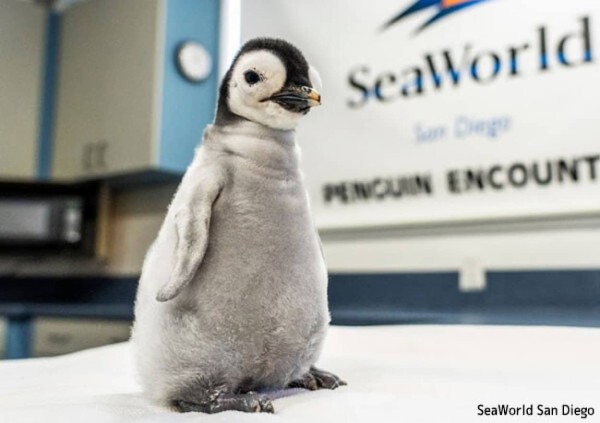 うれしいニュース。水族館で13年ぶりにコウテイペンギンの赤ちゃんが