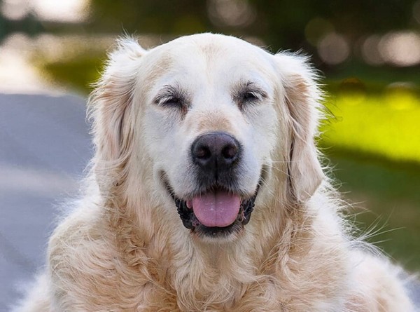 Golden Retriever, Hunter, câncer