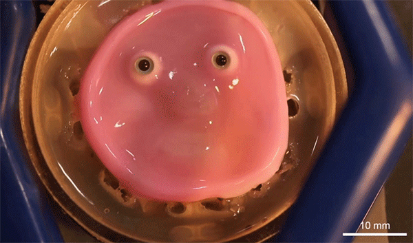 ロボットをより人間らしく見せる「生きた皮膚」を開発