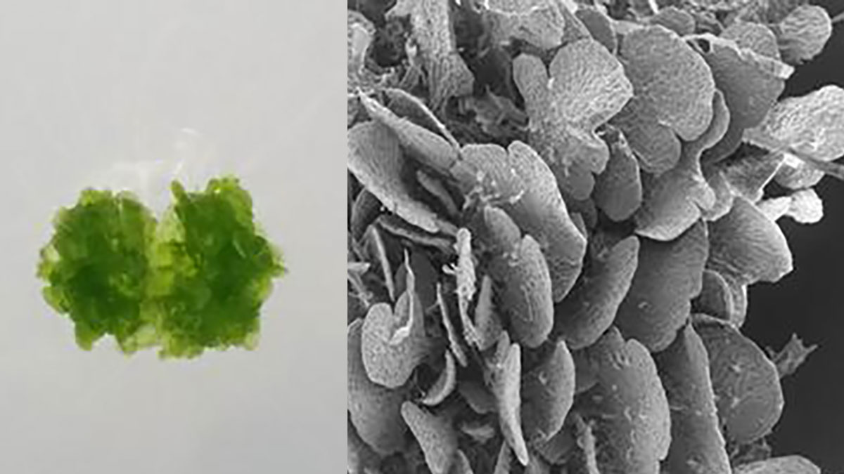 【中古】 クローン増殖と人工種子 植物が種子を使わず自分のクローンで繁殖するための遺伝子スイッチを