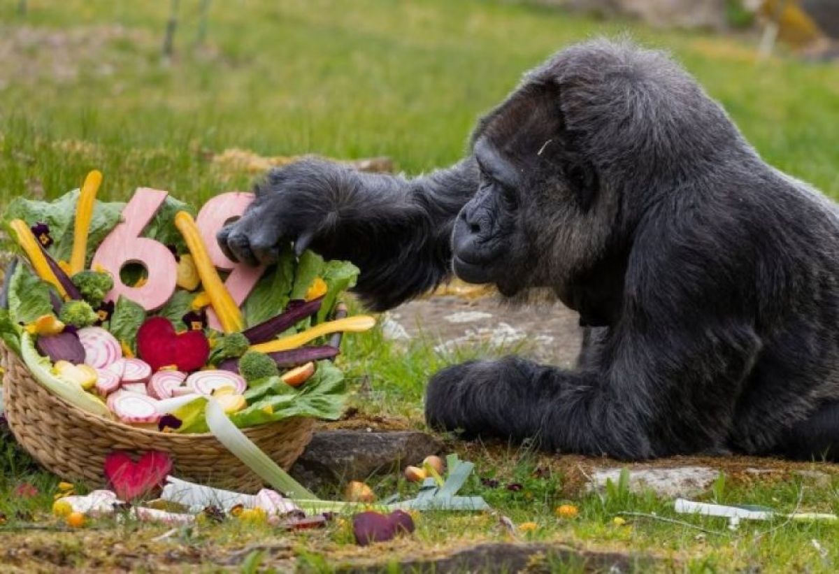 69歳になりました！「飼育下で世界最高齢」のゴリラが今年も無事に誕生