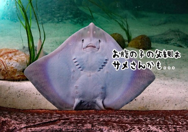 禁断の恋か？オスのいない水槽でエイが妊娠し、サメに疑惑の目が向け 