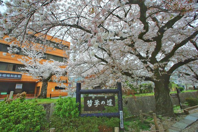 京都 桜回顧21 銀閣寺エリアの 哲学の道 桜と花筏 はないかだ 21年4月29日 エキサイトニュース