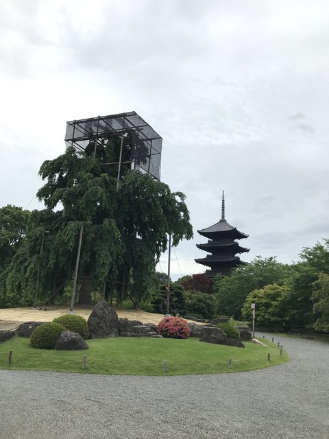 京都ぶらり 任天堂花札の柳とカエル風景はココが発祥 世界遺産 東寺 21年6月19日 エキサイトニュース