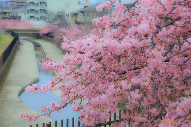 見頃です 例年より早期に開花 満開の淀水路河津桜 京都花めぐり 年3月4日 エキサイトニュース