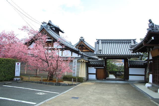 早春に咲く小さい花の可愛い桜 長徳寺おかめ桜 京都花めぐり 年3月8日 エキサイトニュース