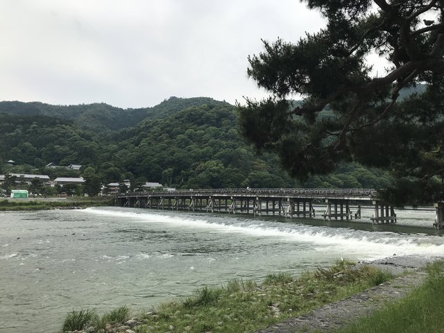 京都ぶらり 初夏の嵯峨 嵐山をパトロール 渡月橋 竹林の小径 御髪神社 21年5月29日 エキサイトニュース