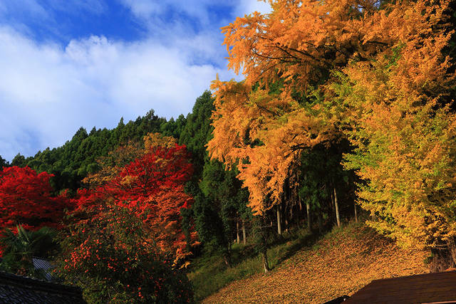 とっておきの京都の紅葉 京北編 紅葉の名所から地元グルメまで 19年11月4日 エキサイトニュース