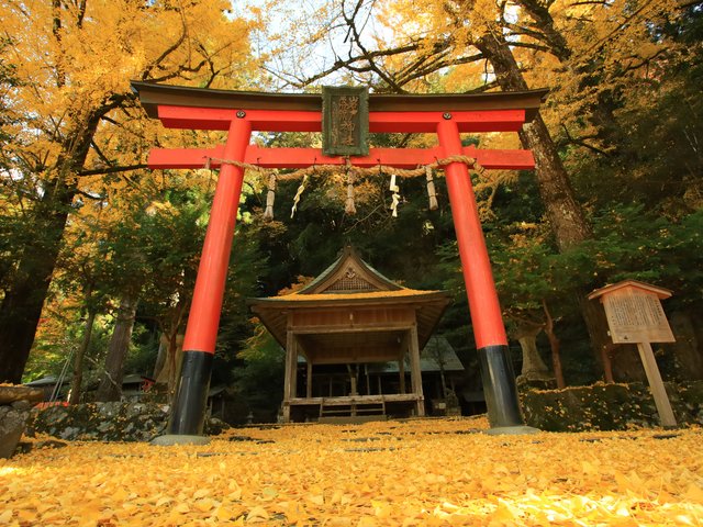 京都紅葉22 壮大な大銀杏 境内は黄色い世界でした 岩戸落葉神社 22年11月19日 エキサイトニュース