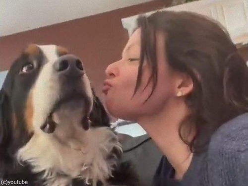 女の子のキスを避ける犬 ご主人さまではないので 動画 22年2月22日 エキサイトニュース