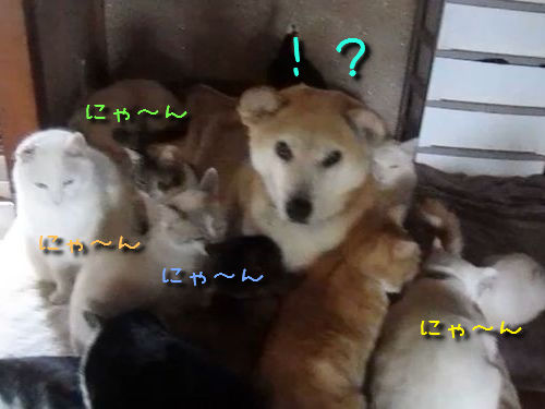 あまりの猫パラダイス状態に身動きが取れない犬 動画 11年6月9日 エキサイトニュース