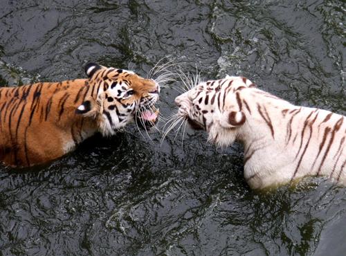 どちらが強いのか 黄色い虎とホワイトタイガーの対決 11年11月日 エキサイトニュース