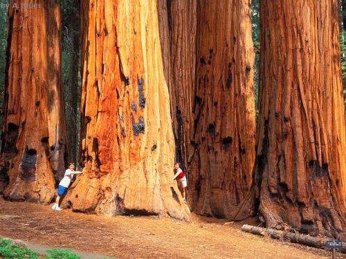 100m超えの迫力 世界1の高さを誇る樹木 セコイア 北カリフォルニア レッドウッド国立公園 12年10月9日 エキサイトニュース