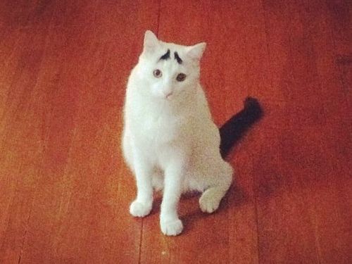 いつだって困ってるようにしか見えない 眉毛猫 の写真いろいろ 13年2月1日 エキサイトニュース