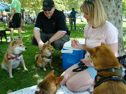 アメリカ人が称賛する 日本の柴犬を飼うべき27の理由 13年5月25日 エキサイトニュース