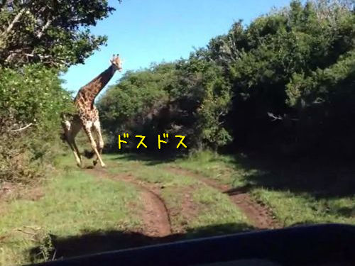 うわあああ 野生のキリンに追いかけられると思いのほか怖い 動画 13年6月24日 エキサイトニュース