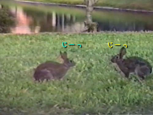 このウサギたちすごい お互いの動きを完全に見切ったジャンプ対決 動画 13年8月10日 エキサイトニュース
