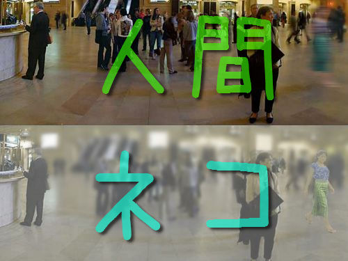 猫の目にはこう見えていた 人間の視点とのわかりやすい比較いろいろ 13年10月18日 エキサイトニュース