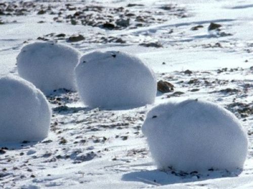 立ったときの違和感がすごい 北極ウサギ に対する海外の反応 14年1月26日 エキサイトニュース