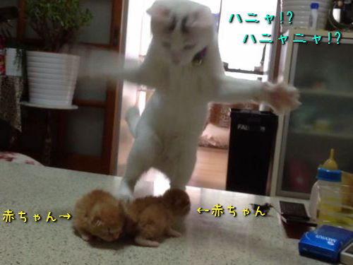 踊る 子猫