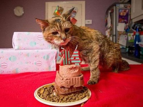 人間なら114歳 ギネス認定された世界最高齢の猫はケンタッキーが大好き 14年5月23日 エキサイトニュース