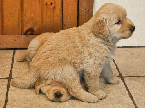 ぺちゃっ 犬が犬を踏んずけると メチャクチャかわいい 写真15枚 14年8月8日 エキサイトニュース