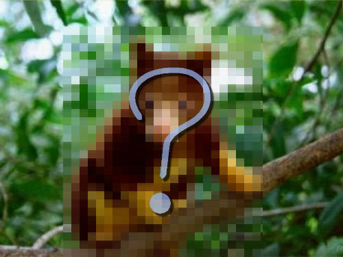 コアラとクマを足したみたい 不思議な動物 キノボリカンガルー はこんな姿 14年10月4日 エキサイトニュース